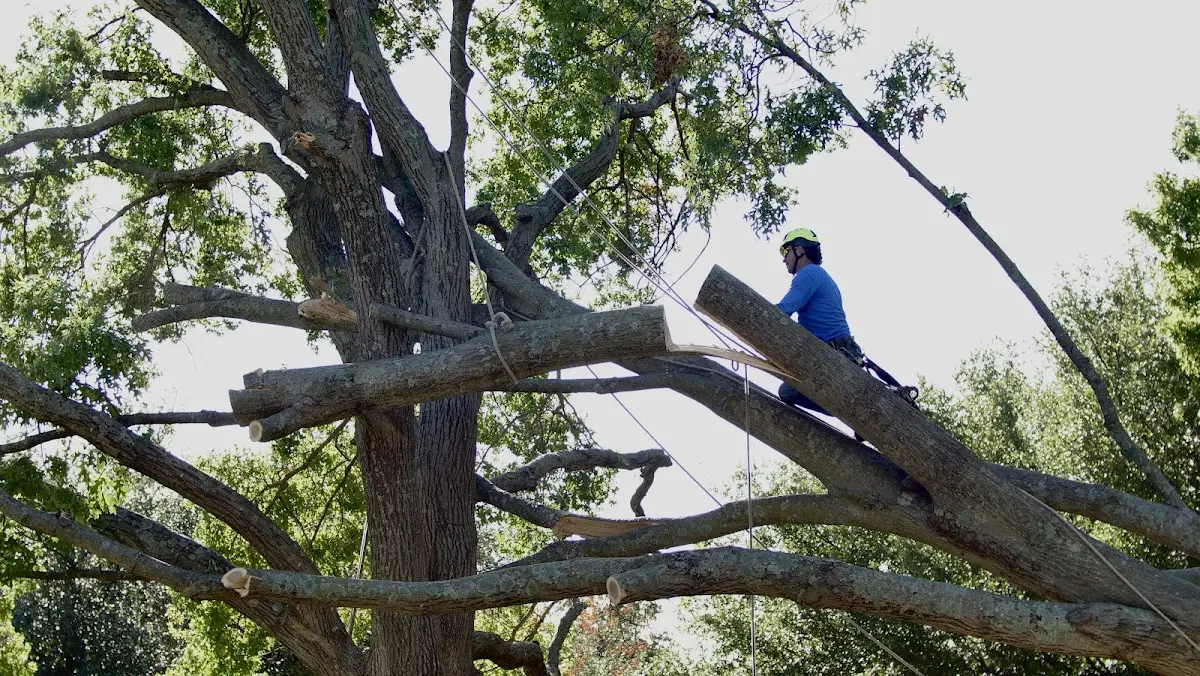 Professional Hazardous Tree Removal performed by certified arborists in Neely