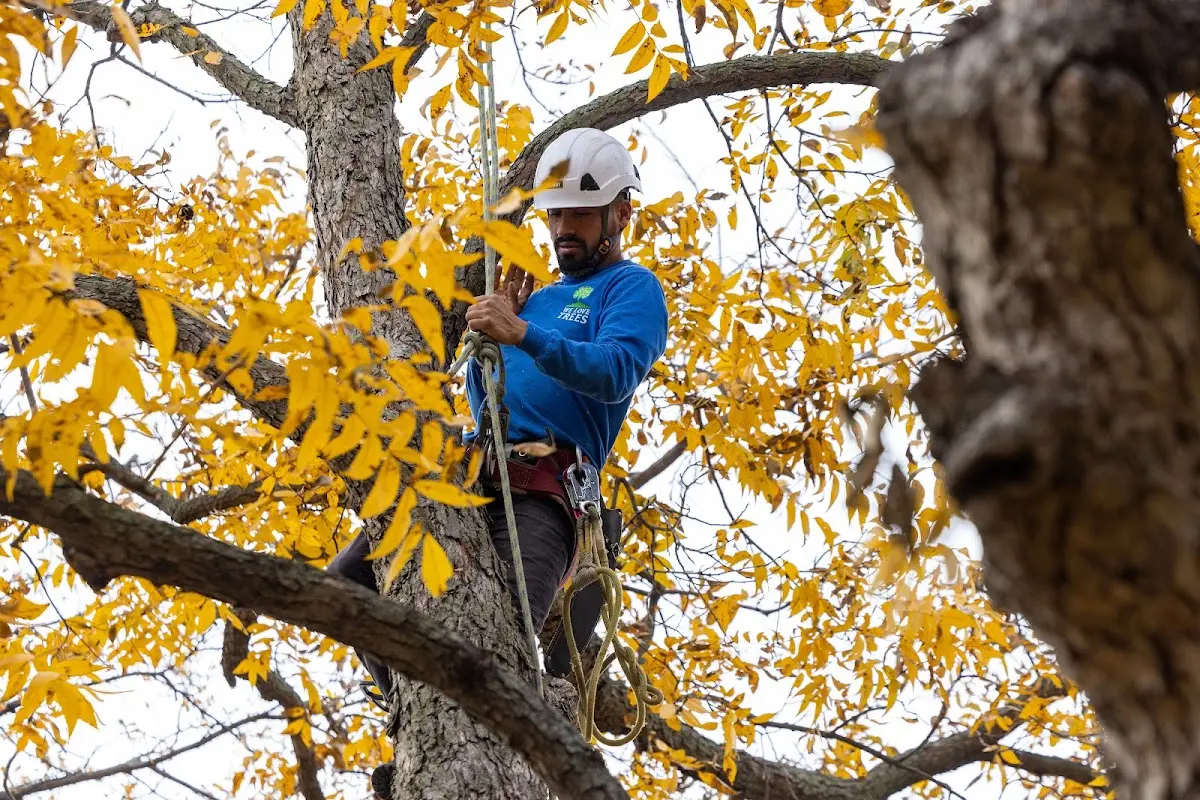 Skilled Tree Disease Treatment crew working in Neely