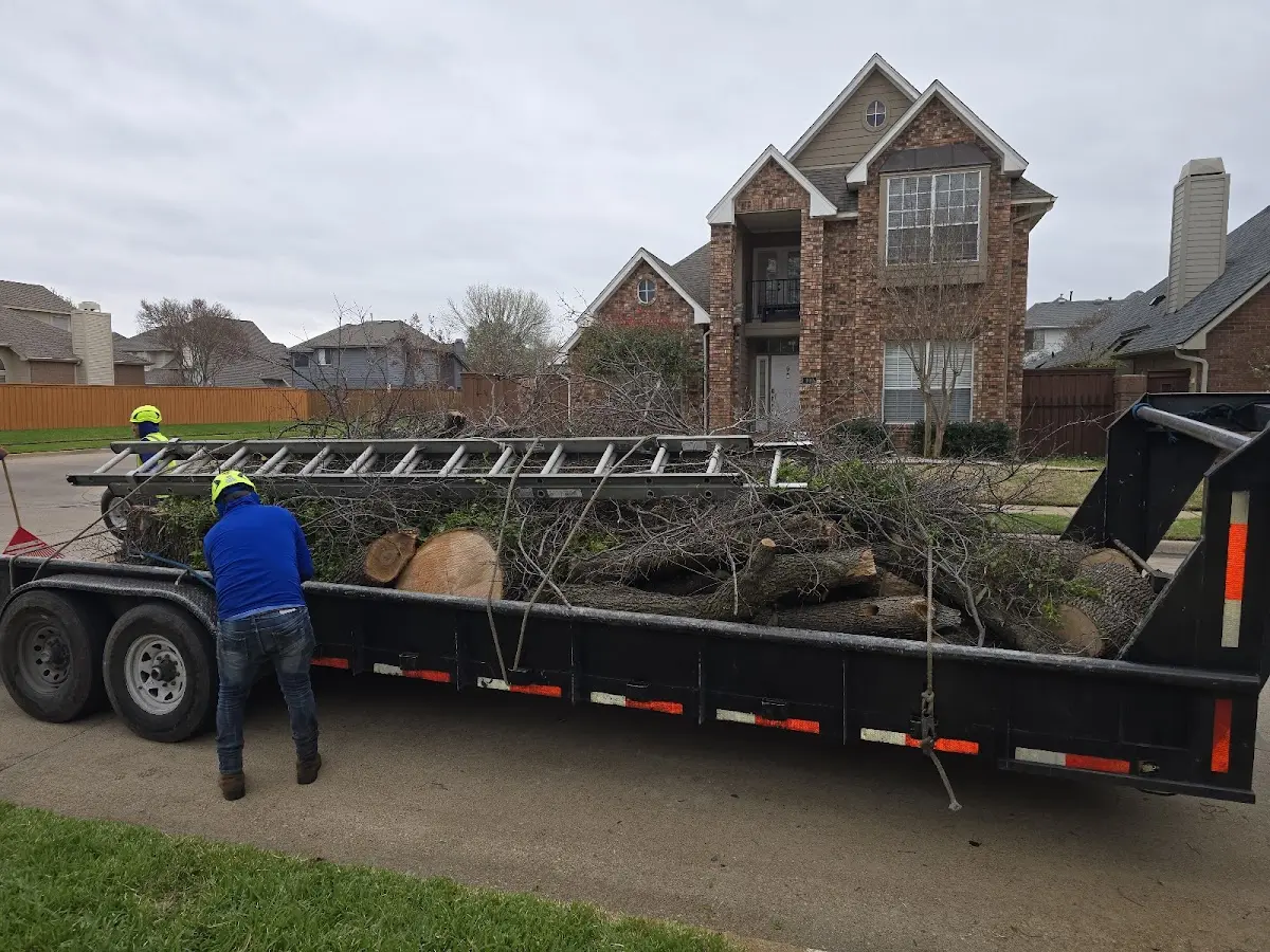 Expert Tree Removal with proper safety equipment in Neely